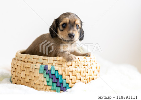 カニンヘンダックスの仔犬 カニンヘンダックスの仔犬 118891111