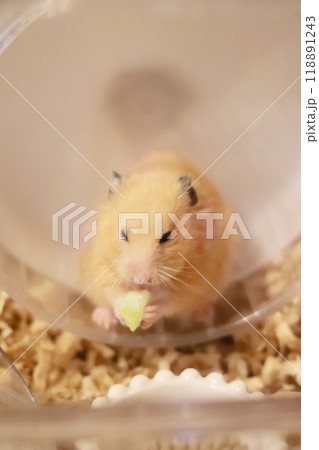 メロンを食べるゴールデンハムスター(キンクマ) 118891243