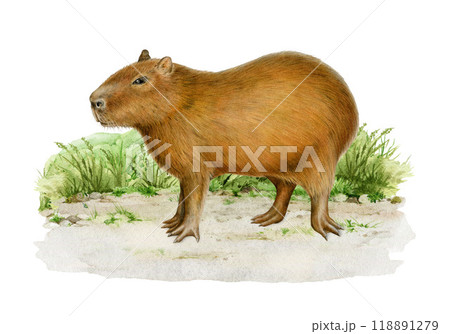 Capybara animal on the grassy ground painted illustration. Vintage style hand drawn Hydrochoerus hydrochaeris South America native wildlife mammal. Cute capybara standing on white background Capybara animal on the grassy ground painted illustration. Vintage style hand drawn Hydrochoerus hydrochaeris South America native wildlife mammal. Cute capybara standing on white background 118891279