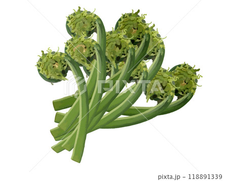 こごみ（10本） 118891339