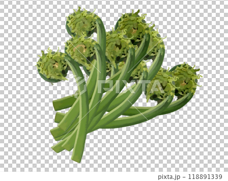 こごみ（10本） 118891339