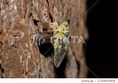 ニイニイゼミの羽化 ニイニイゼミの羽化 118891669