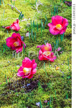 苔の上に落花した5輪のツバキ 118891811