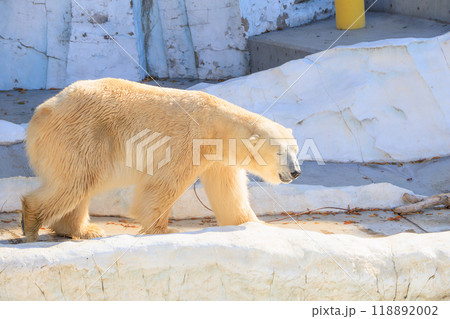 ダルそうなホッキョクグマ ダルそうなホッキョクグマ 118892002