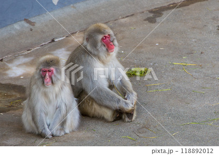 動物園のニホンザル 動物園のニホンザル 118892012