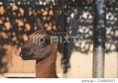 動物園のラマ 118892027