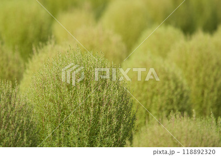 赤く緑に色づいたコキア 118892320