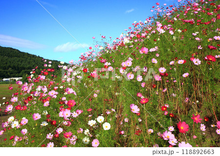 網走市 大曲湖畔園地のコスモス 網走市 大曲湖畔園地のコスモス 118892663