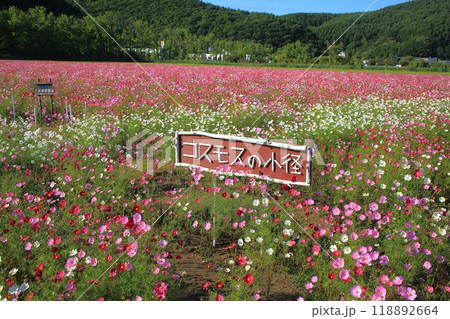 網走市　大曲湖畔園地のコスモス 118892664