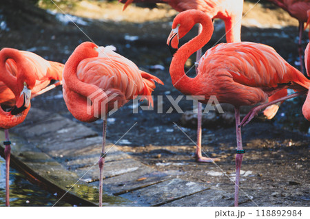沢山のフラミンゴ 118892984