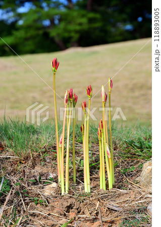 彼岸花、ヒガンバナ 118893005