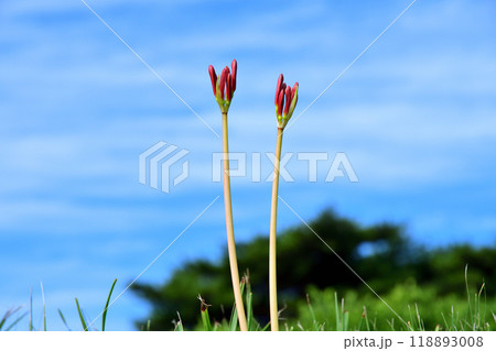 彼岸花、ヒガンバナ 彼岸花、ヒガンバナ 118893008