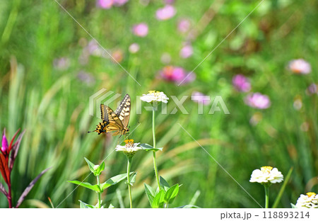 ヒャクニチソウから吸蜜するキアゲハ ヒャクニチソウから吸蜜するキアゲハ 118893214