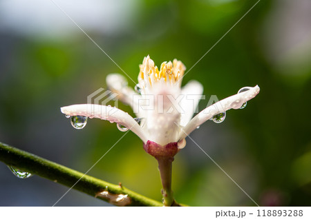 レモンの花 レモンの花 118893288