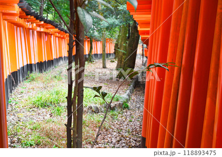 京都 伏見稲荷大社 千本鳥居(京都府京都市伏見区) 京都 伏見稲荷大社 千本鳥居(京都府京都市伏見区) 118893475