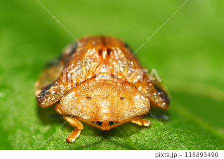 ヨツモンカメノコハムシ 118893490