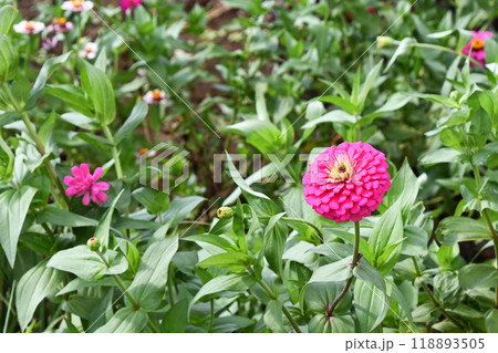 ヒャクニチソウ（百日草） 118893505