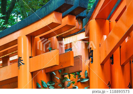 京都　伏見稲荷大社　千本鳥居（京都府京都市伏見区） 118893573