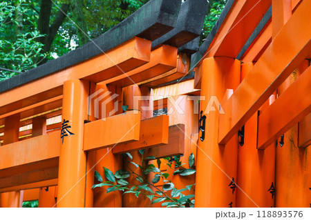 京都 伏見稲荷大社 千本鳥居(京都府京都市伏見区) 京都 伏見稲荷大社 千本鳥居(京都府京都市伏見区) 118893576