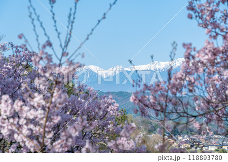 長野県伊那市 天下第一の桜と言われる高遠城址公園満開の桜と雪山の中央アルプスの山並み 長野県伊那市 天下第一の桜と言われる高遠城址公園満開の桜と雪山の中央アルプスの山並み 118893780