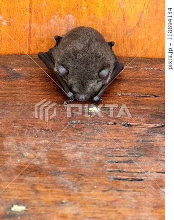 bat on the wood house beams bat on the wood house beams 118894134