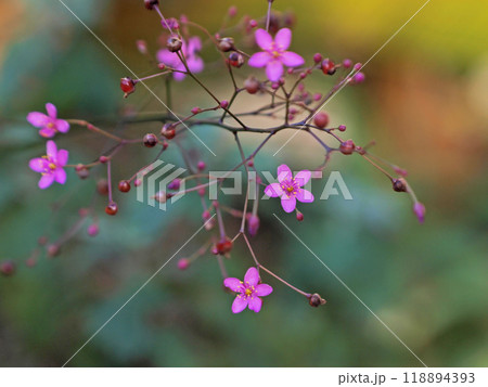 可憐なハゼランの花 118894393