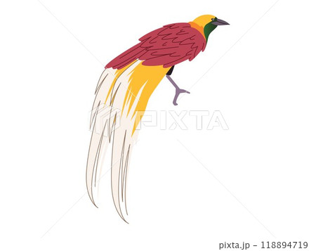 Bird of Paradise Cendrawasih Paradisaeidae bird endangered animal wildlife fauna rare unique East Indonesia design illustration 118894719