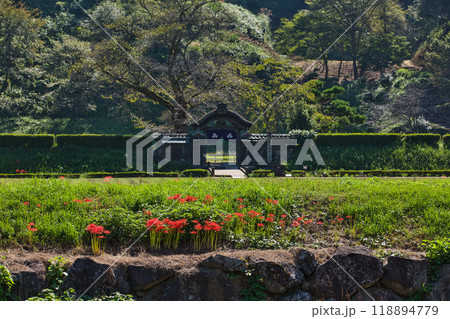 一乗谷朝倉氏遺跡ー彼岸花の秋 118894779
