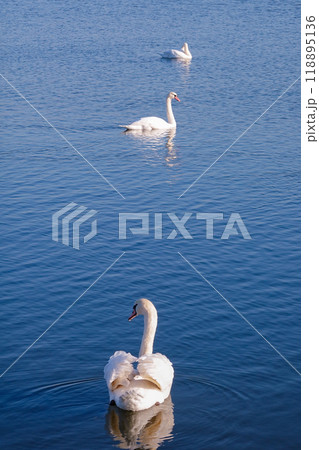 晴れ渡った冬の朝 利根川の白鳥(千葉県香取市) 晴れ渡った冬の朝 利根川の白鳥(千葉県香取市) 118895136