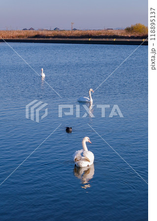 晴れ渡った冬の朝 利根川の白鳥(千葉県香取市) 晴れ渡った冬の朝 利根川の白鳥(千葉県香取市) 118895137