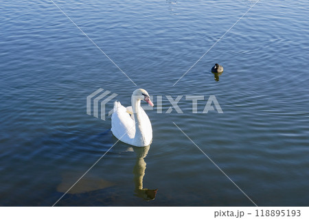 晴れ渡った冬の朝 利根川の白鳥(千葉県香取市) 晴れ渡った冬の朝 利根川の白鳥(千葉県香取市) 118895193