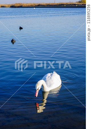 晴れ渡った冬の朝 利根川の白鳥(千葉県香取市) 晴れ渡った冬の朝 利根川の白鳥(千葉県香取市) 118895256