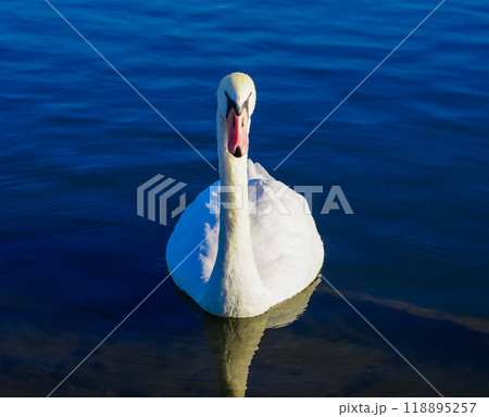 晴れ渡った冬の朝 利根川の白鳥（千葉県香取市） 118895257