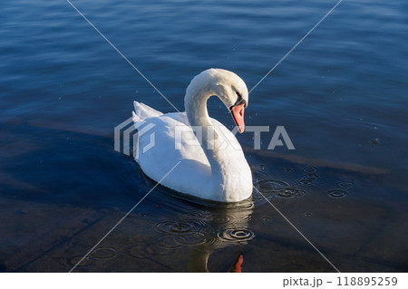 晴れ渡った冬の朝 利根川の白鳥（千葉県香取市） 118895259