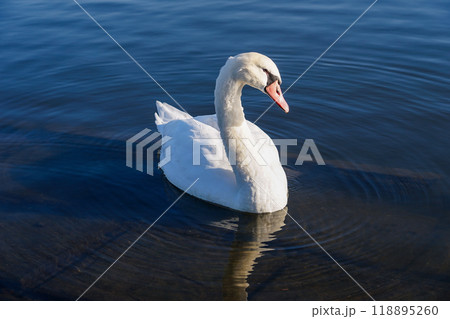 晴れ渡った冬の朝 利根川の白鳥（千葉県香取市） 118895260