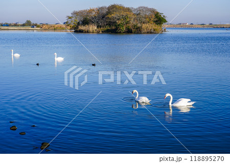 晴れ渡った冬の朝 利根川の白鳥（千葉県香取市） 118895270