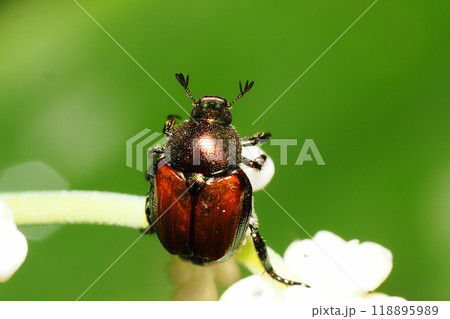 ヤブミョウガに止まるマメコガネ 118895989