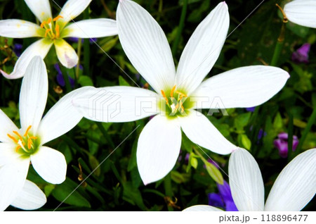 タマスダレの花 タマスダレの花 118896477