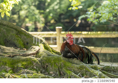 石上神宮　境内にいるニワトリ（奈良県天理市） 118896540