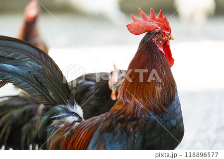石上神宮　境内にいるニワトリ（奈良県天理市） 118896577
