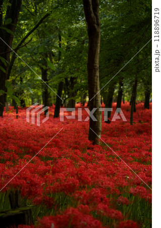 木漏れ日に照らされる曼珠沙華 木漏れ日に照らされる曼珠沙華 118896719