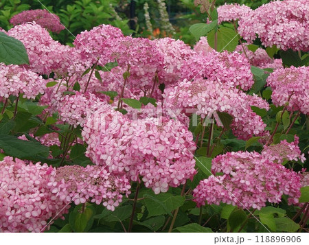 ピンク色の可愛い紫陽花 ピンク色の可愛い紫陽花 118896906