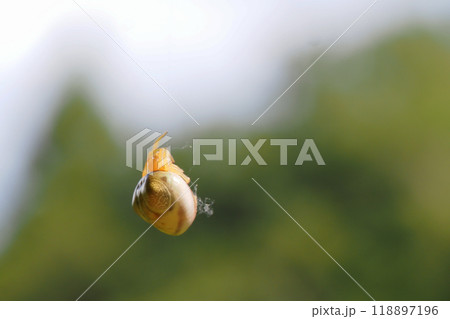 ぶら下がるオオトリノフンダマシ(メス) ぶら下がるオオトリノフンダマシ(メス) 118897196