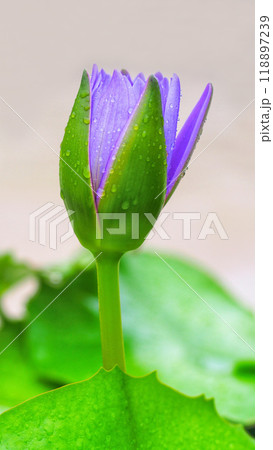 Purple Lotus Bud with Dew. Perfect for Wellness, Relaxation, and Natural Beauty Themes 118897239