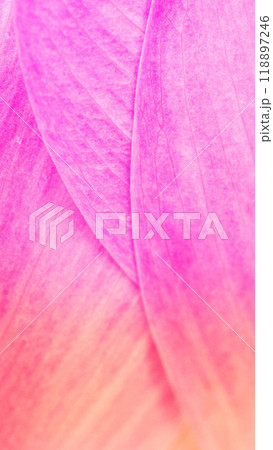 Lotus Flower Petals Close-Up. Soft Pink Tones for Tranquility and Wellness Concepts 118897246