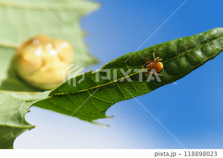 オオトリノフンダマシ（手前がオス・奥がメス） 118898023