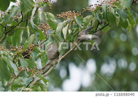 ミズキに集まるエゾビタキとキビタキ 118898040