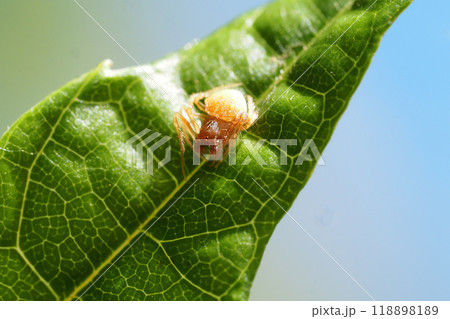 オオトリノフンダマシ(オス) オオトリノフンダマシ(オス) 118898189