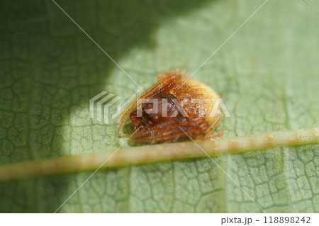 オオトリノフンダマシ(オス) オオトリノフンダマシ(オス) 118898242