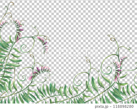 Wildflowers floral banner. Watercolor Mouse peas climbing plant with pink flowers, buds and curly wild herbs. Hand drawn illustration. Corner template isolated from background. Meadow grass clipart 118898280